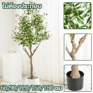 ต้นโอลีฟปลอมพร้อมกระถาง